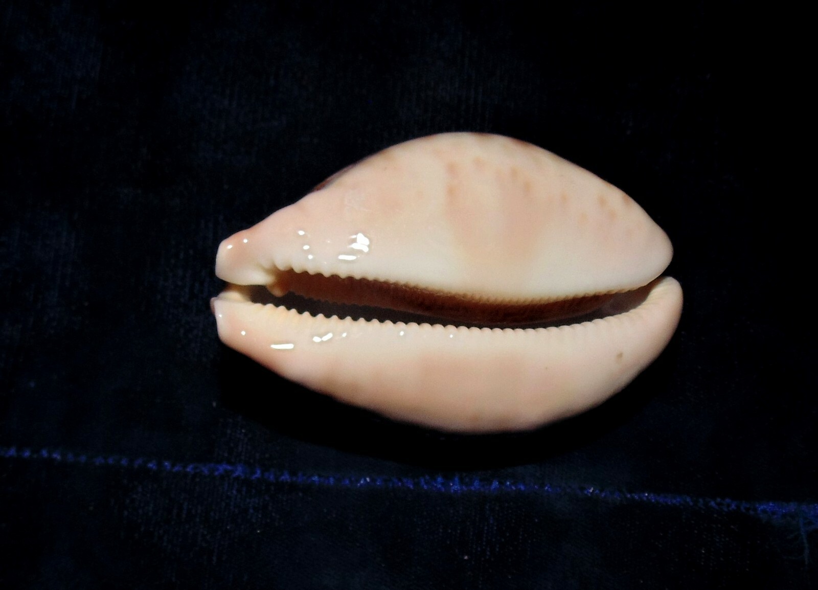 CYPRAEA MAPPA COWRIE SEA SHELLS BEACH DECOR 2-1/2 to 3-1/2