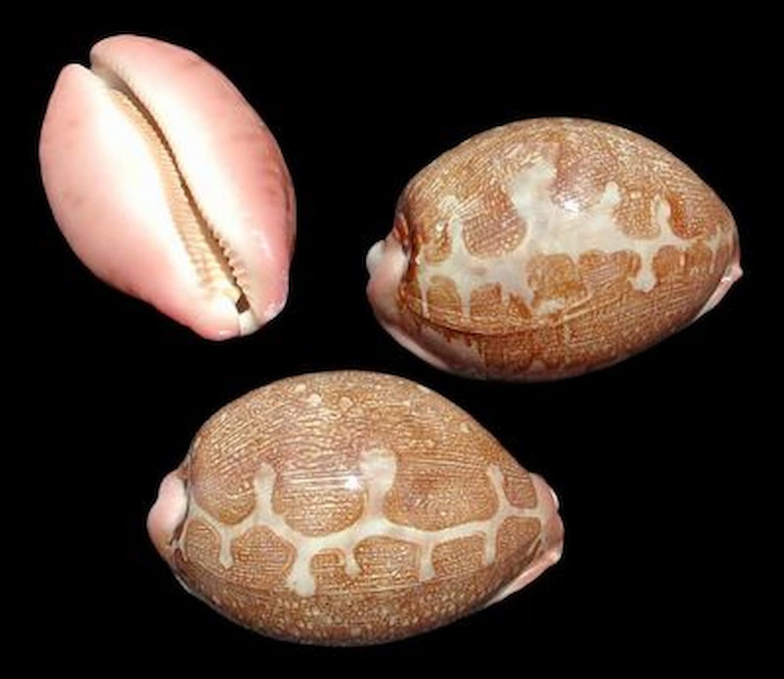 Mappa Cyprea Shells measuring 2 1/2 to 3″ Sold Each