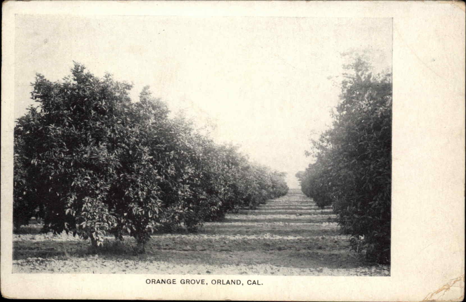 Orland California CA Orange Grove c1910 Vintage Postcard
