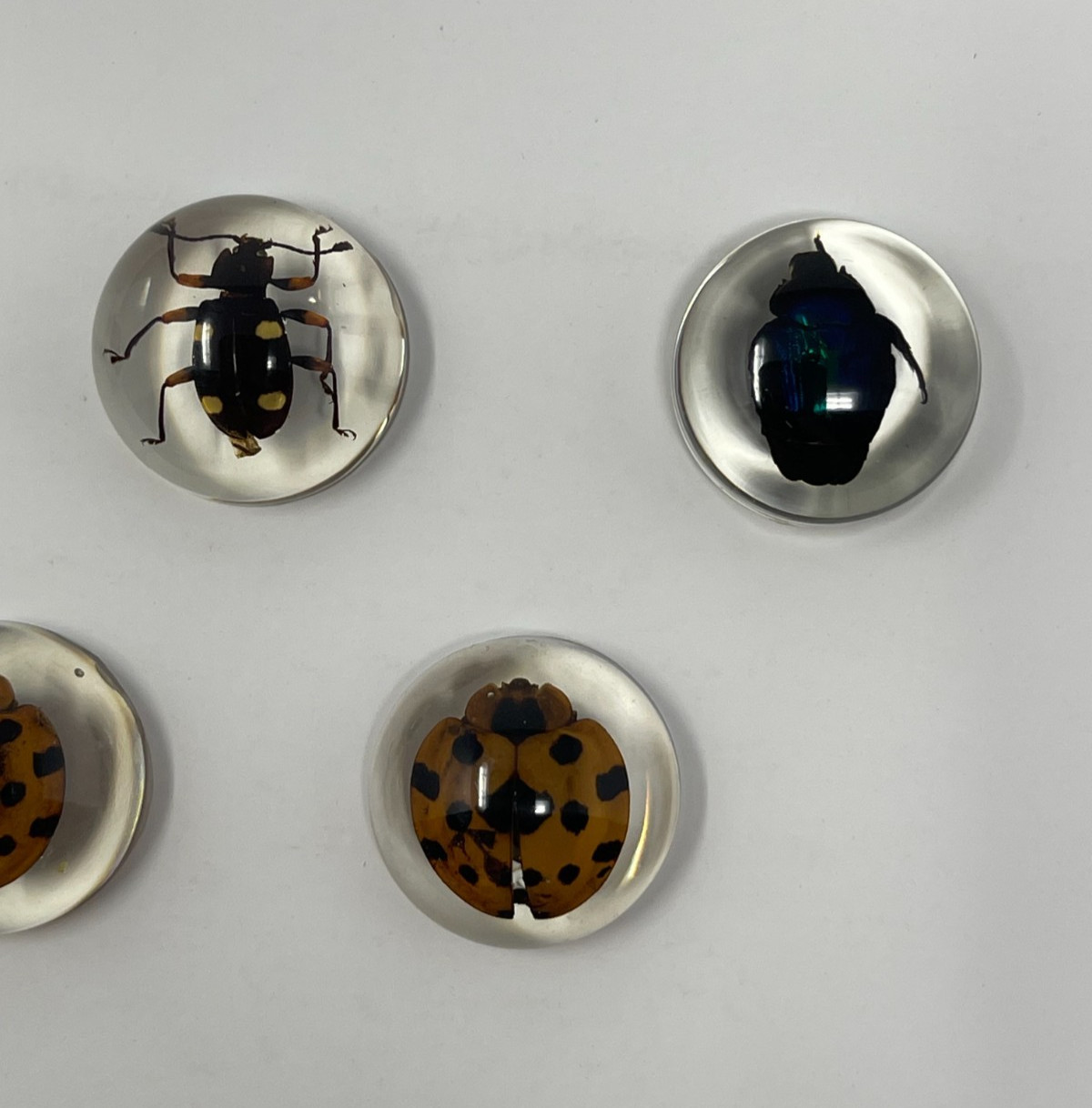 Real Insects in Resin – 8 Pcs – Spider, Beetle, Bugs, Taxidermy, Weird Gifts