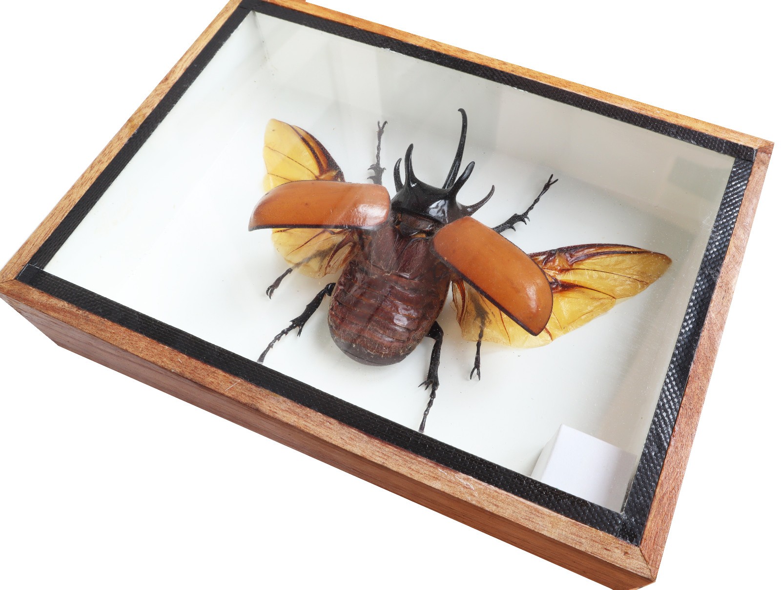 Real 5 Horned Rhino Beetle Eupatoris Gracilicornis Taxidermy Beetle Box Display
