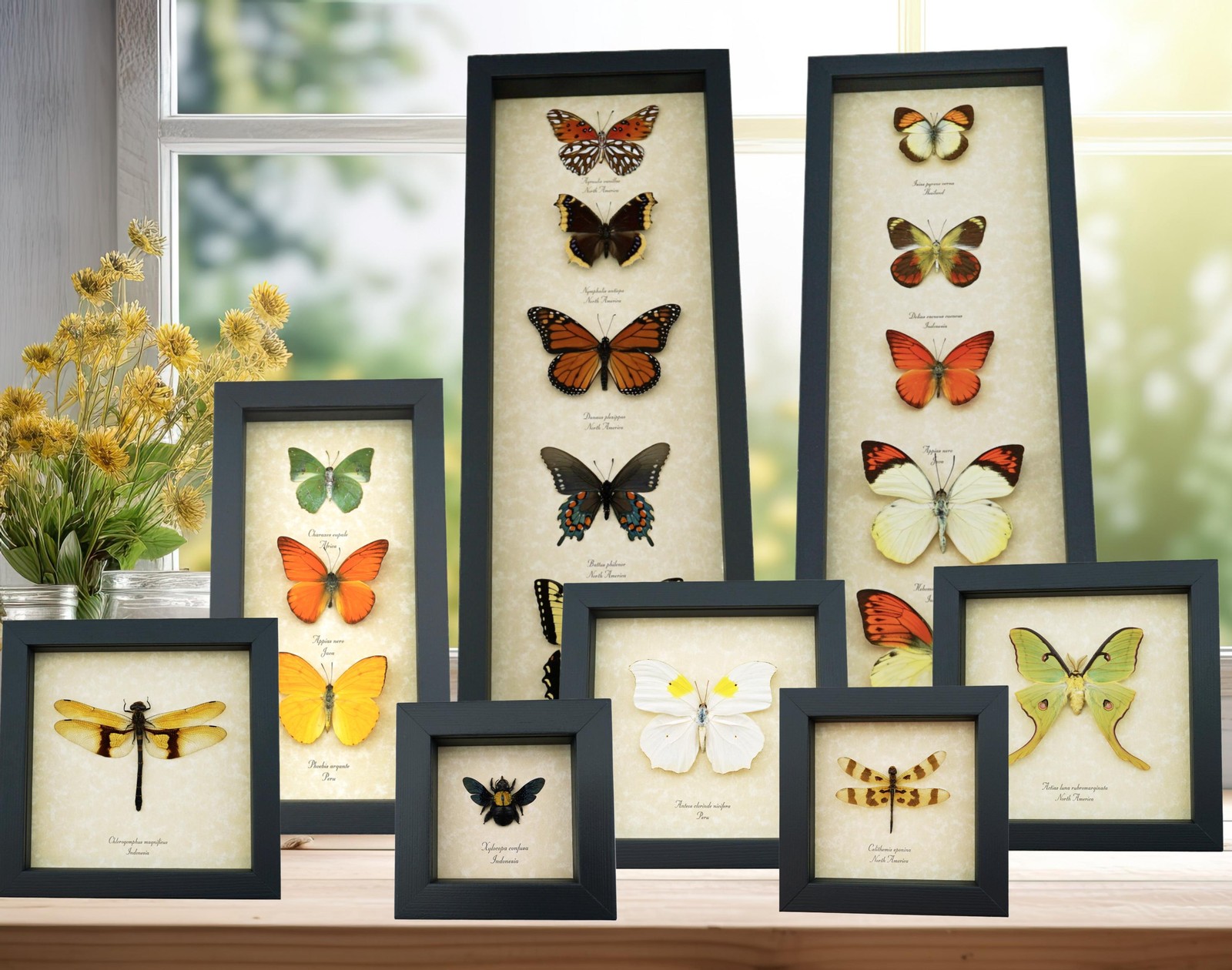 Real Framed Rainbow Bee Xylocopa latipes Female Insect Taxidermy Display