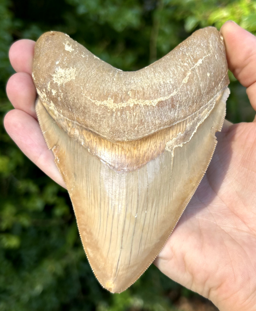 Indonesian Megalodon Shark Tooth 4.89″ Fossil Authentic NOT RESTORED (INDO-158)