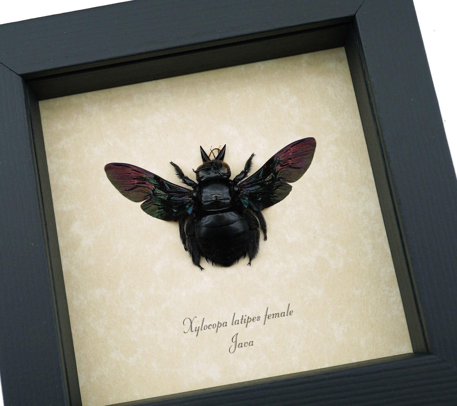 Real Framed Rainbow Bee Xylocopa latipes Female Insect Taxidermy Display