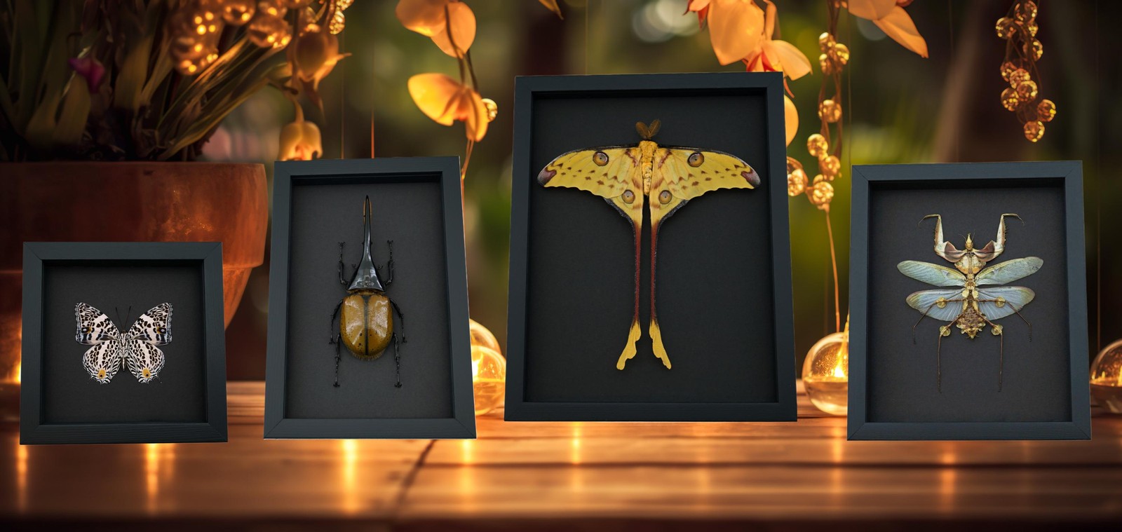 Real Framed Rainbow Bee Xylocopa latipes Female Insect Taxidermy Display