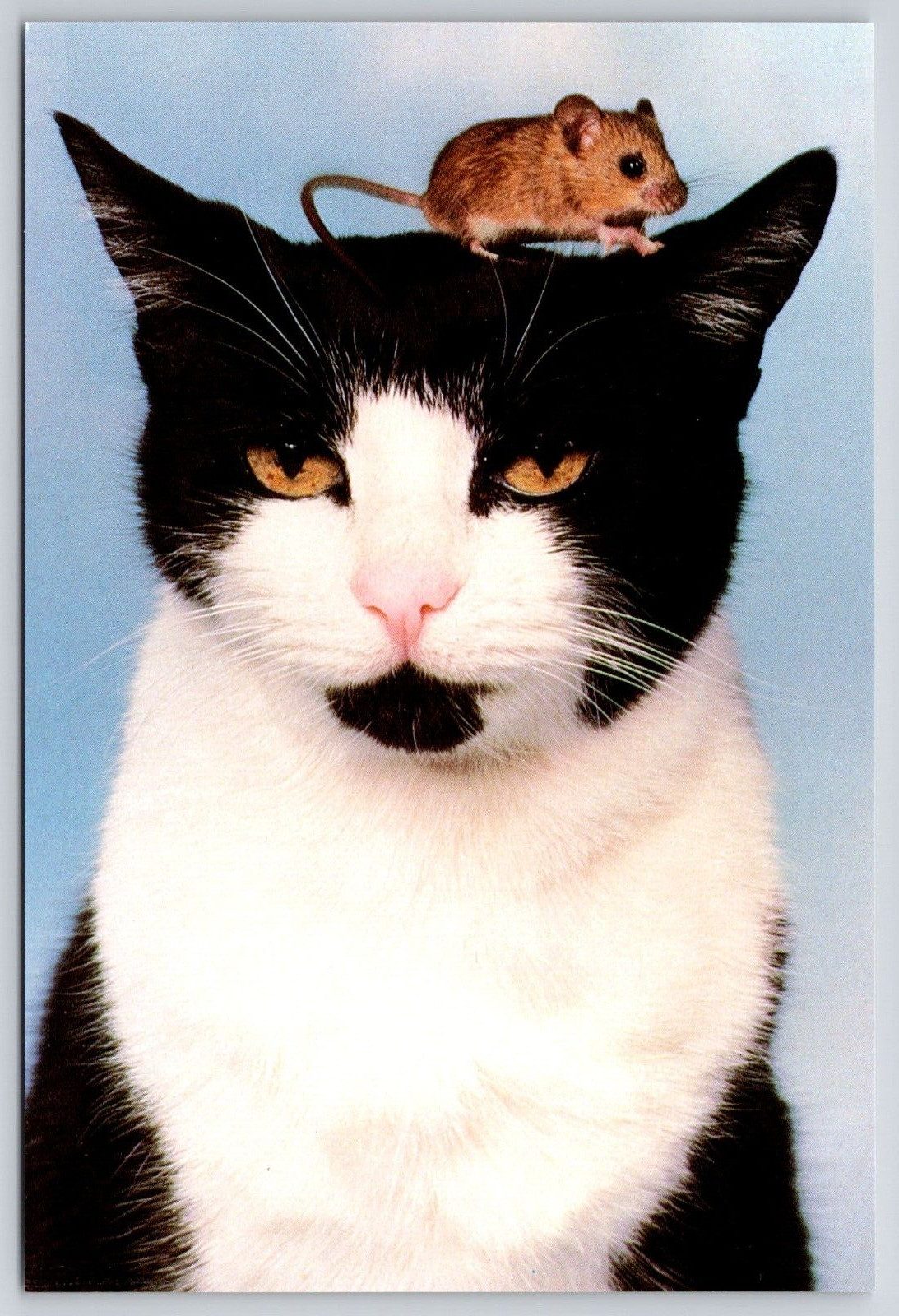 Brown Mouse Sitting on Black and White Yellow Eye Cat 6×4 Postcard