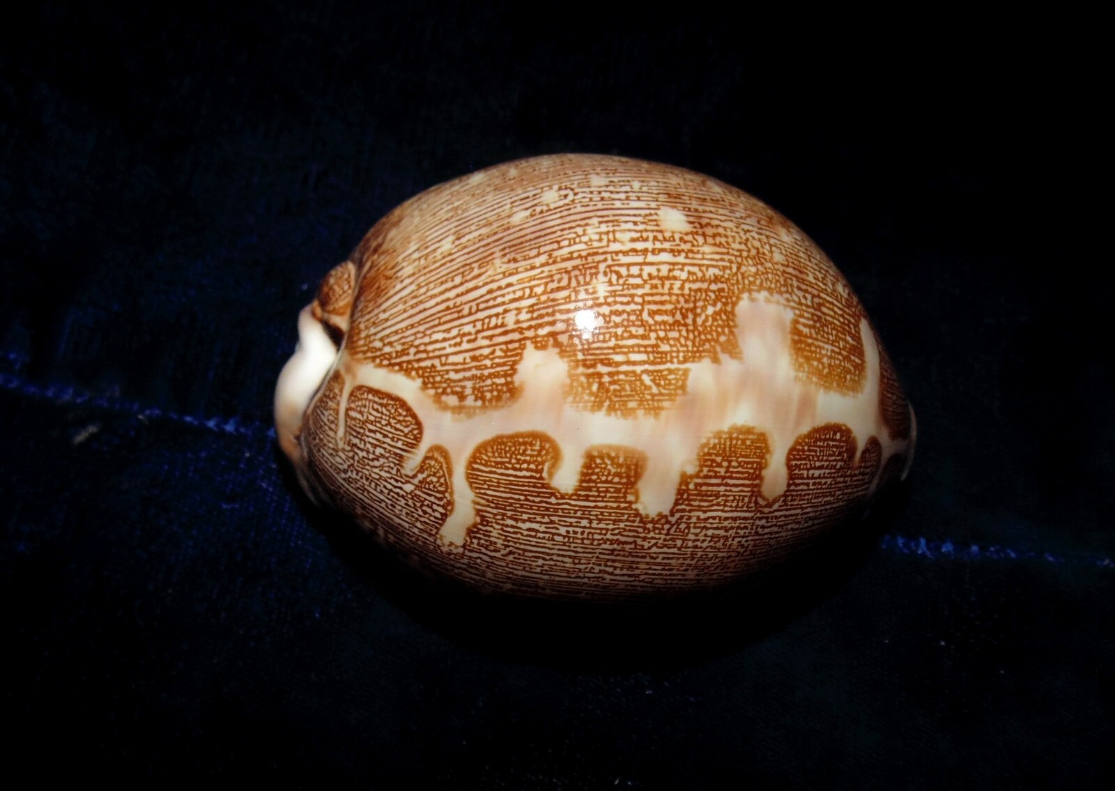 CYPRAEA MAPPA COWRIE SEA SHELLS BEACH DECOR 2-1/2 to 3-1/2
