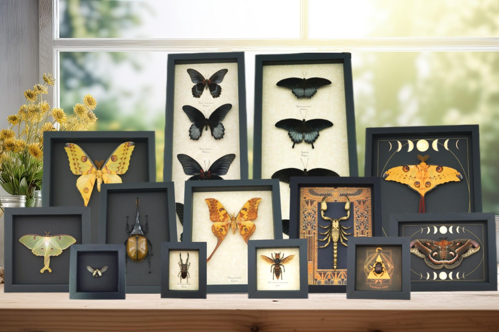 Real Framed Rainbow Bee Xylocopa latipes Female Insect Taxidermy Display