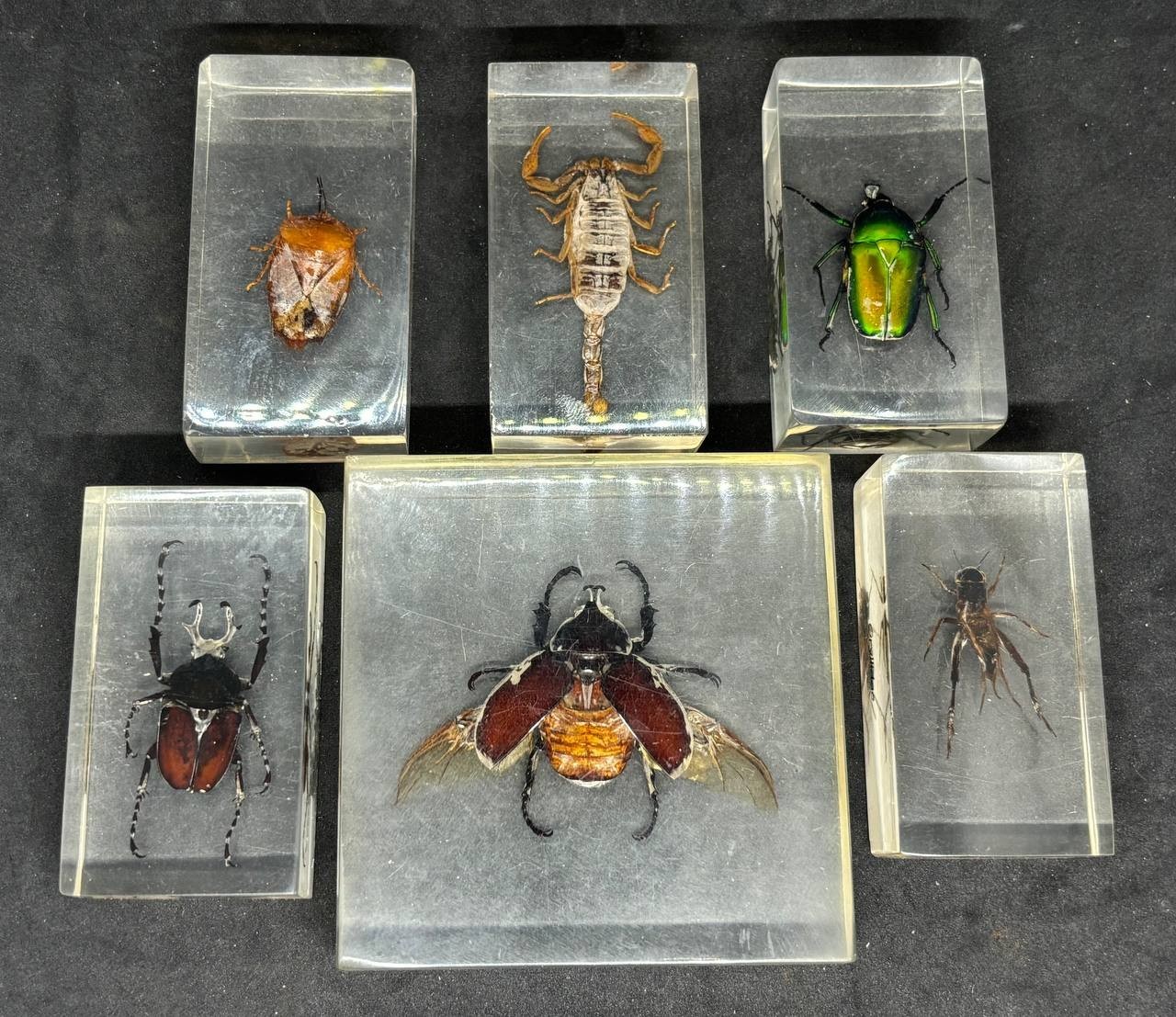 5 Vintage insects in epoxy resin, taxidermy insects, Scorpion
