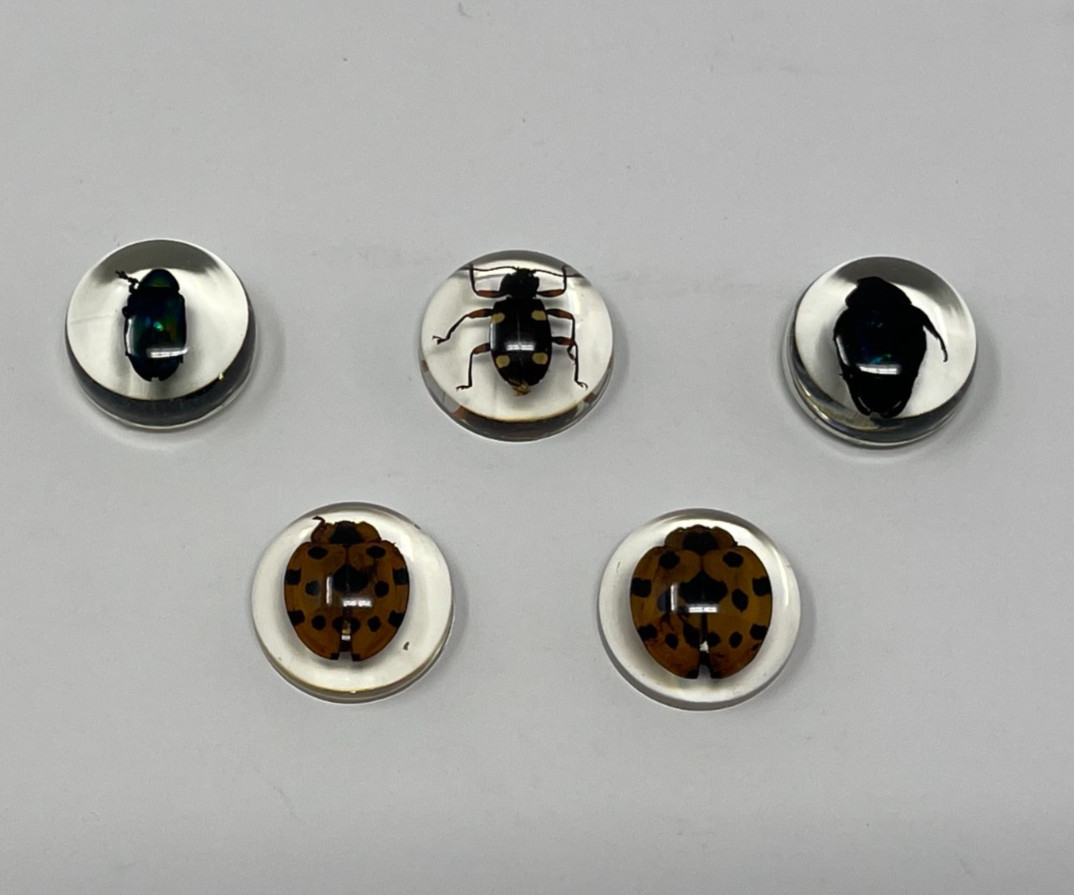Real Insects in Resin – 8 Pcs – Spider, Beetle, Bugs, Taxidermy, Weird Gifts