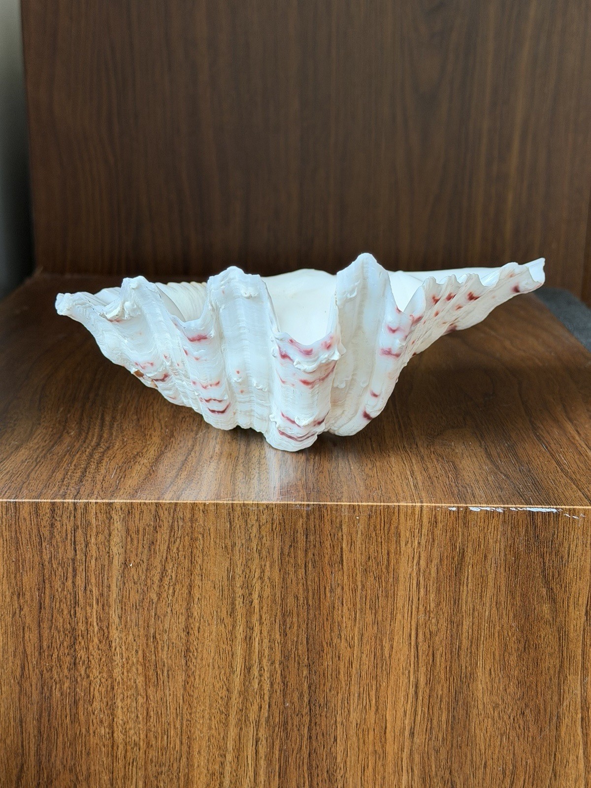 Large TRIDACNA Fluted Giant Clam Shell HALF 7×4.5” Pink Tones