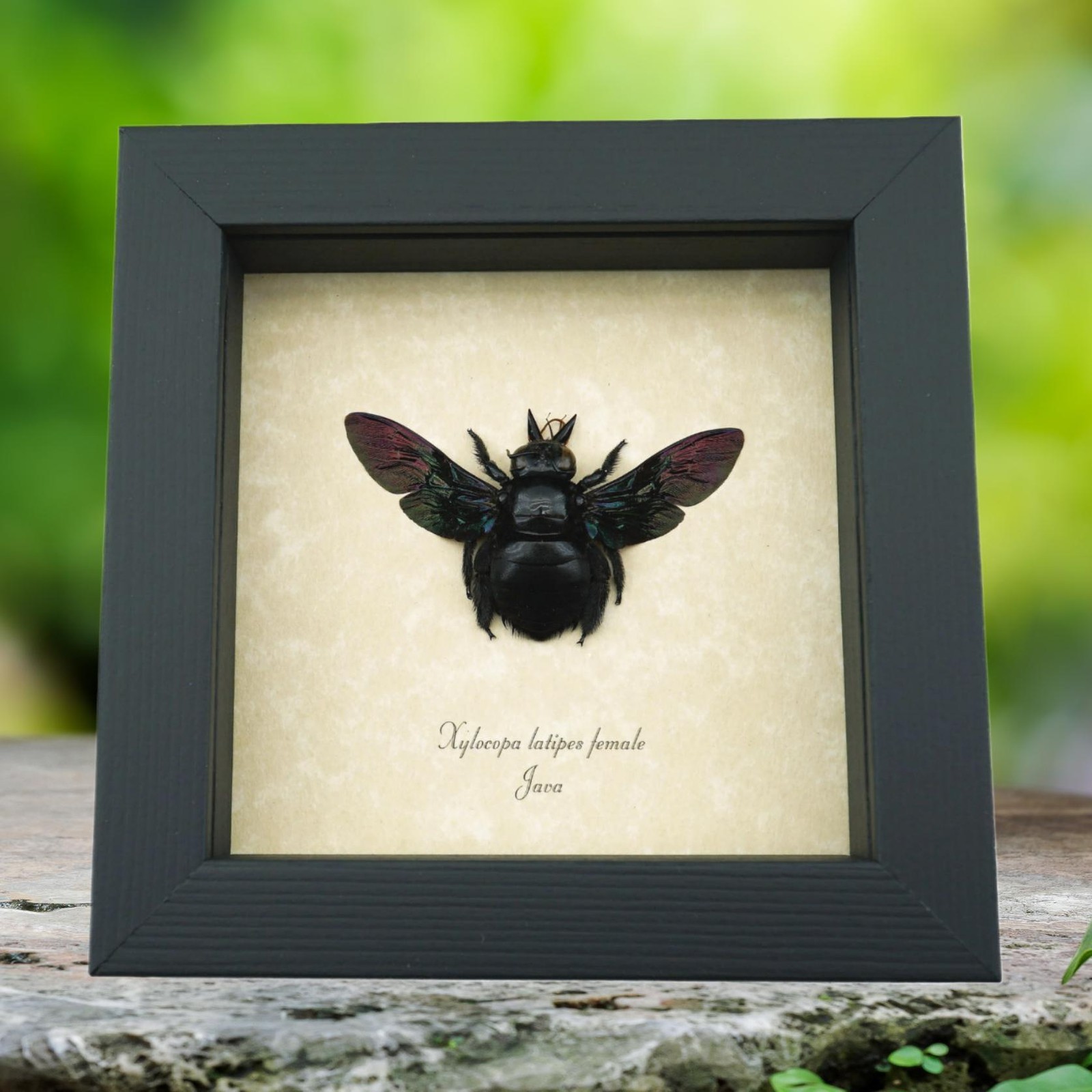 Real Framed Rainbow Bee Xylocopa latipes Female Insect Taxidermy Display