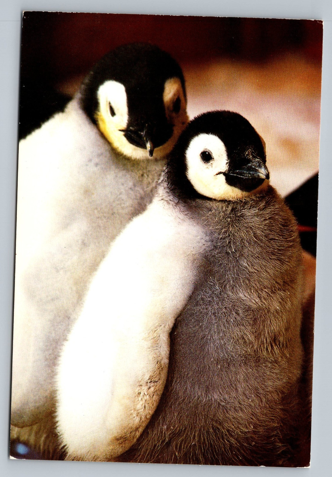 The Penguin Encounter Sea World California Orland & Ohio Postcard