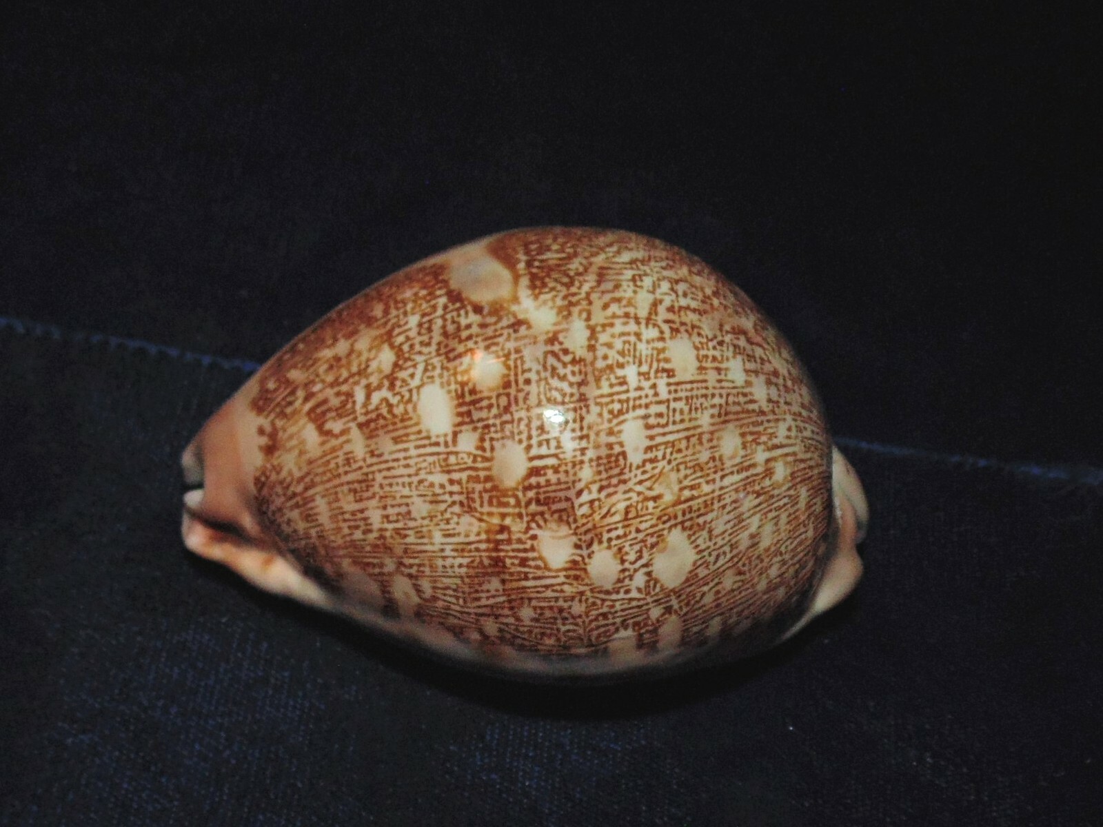 CYPRAEA MAPPA COWRIE SEA SHELLS BEACH DECOR 2-1/2 to 3-1/2