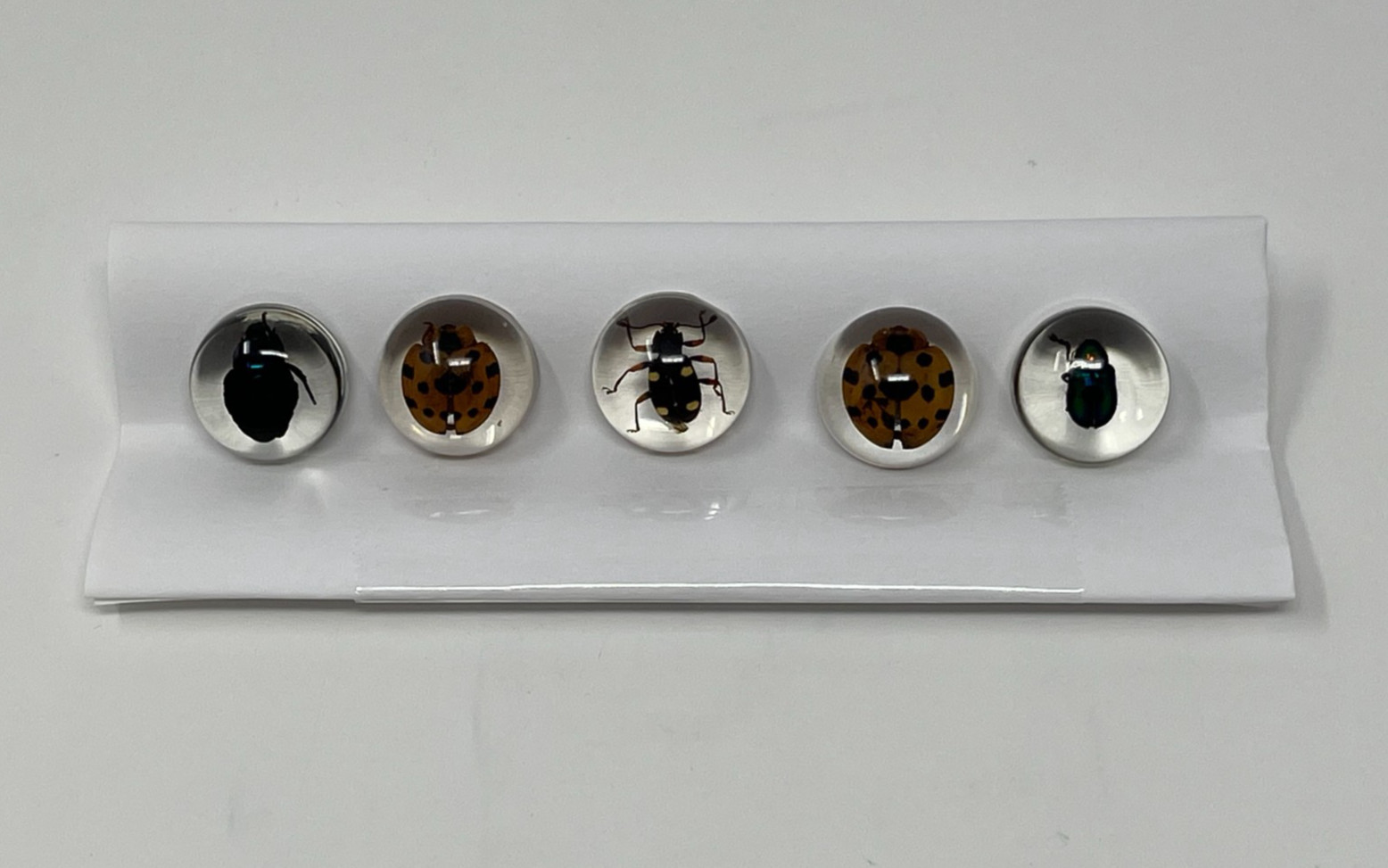 Real Insects in Resin – 8 Pcs – Spider, Beetle, Bugs, Taxidermy, Weird Gifts
