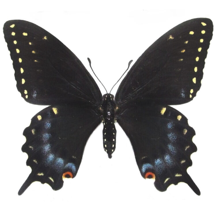Papilio polyxenes female BUTTERFLY YELLOW BLACK SWALLOWTAIL WINGS CLOSED