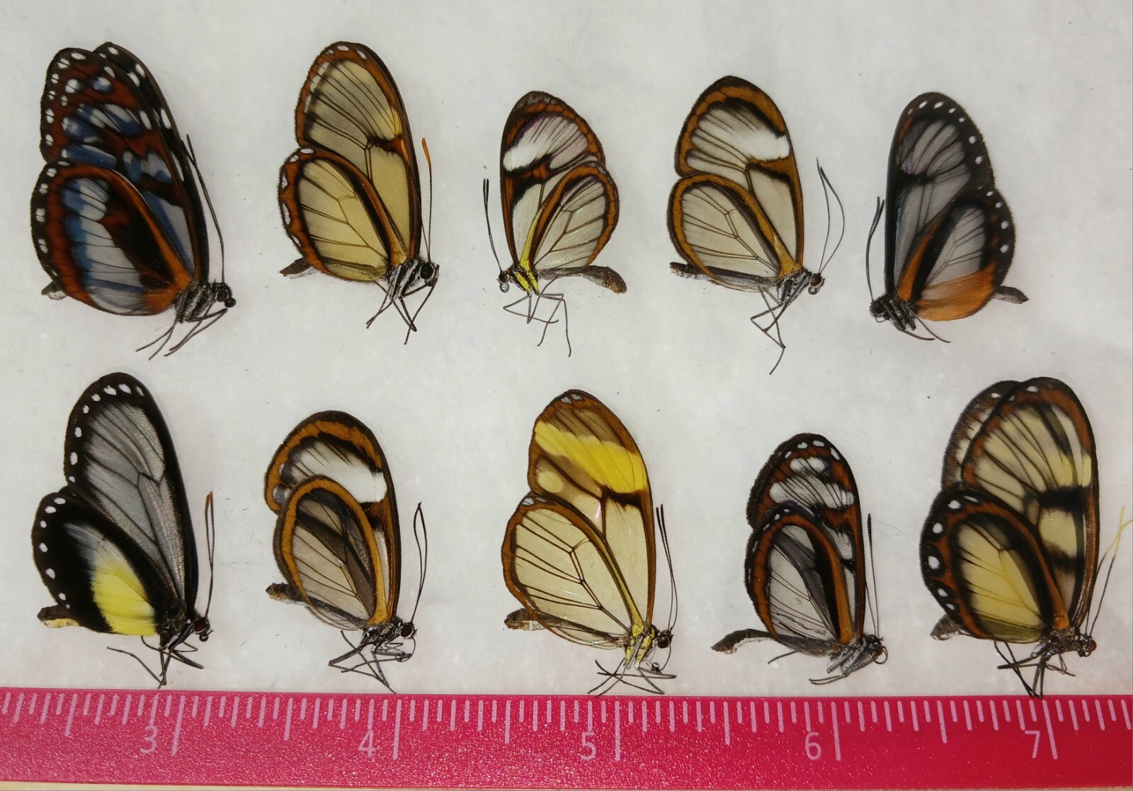 LOT OF 10 ITHOMIIDAE GLASSWINGS A1 MIX (PERU) UNMOUNTED WINGS CLOSED