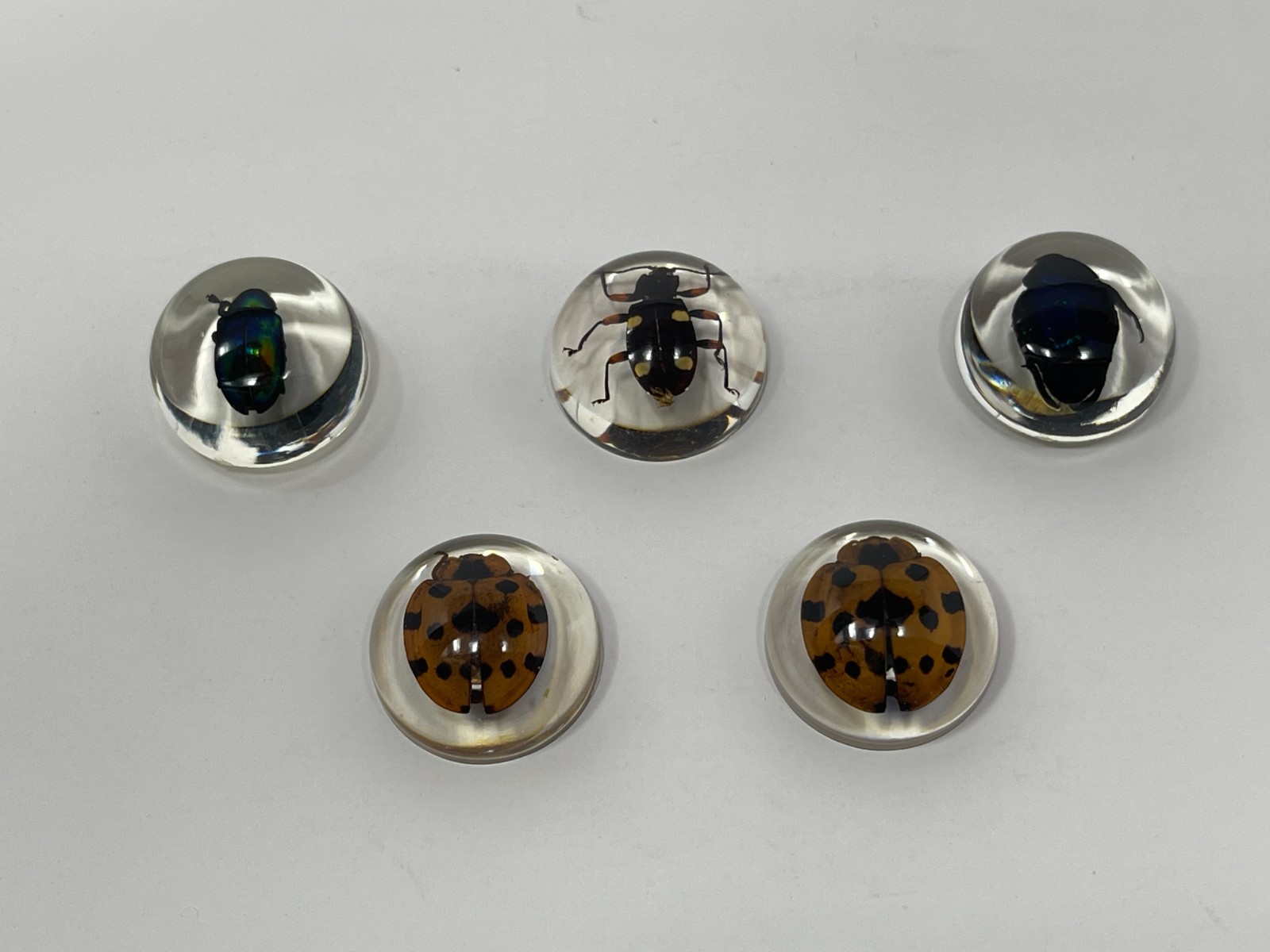 Real Insects in Resin – 8 Pcs – Spider, Beetle, Bugs, Taxidermy, Weird Gifts