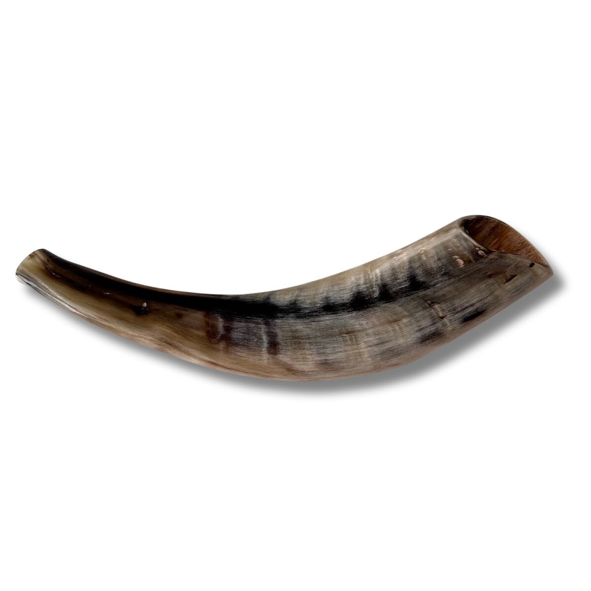 Kosher Polished Ram’s Horn Shofar from Israel Jerusal 12 ″ – 14″ / 30 cm – 35 cm