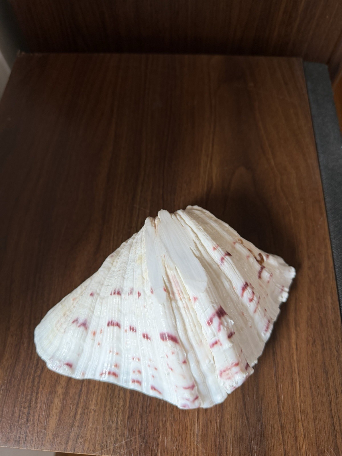 Large TRIDACNA Fluted Giant Clam Shell HALF 7×4.5” Pink Tones