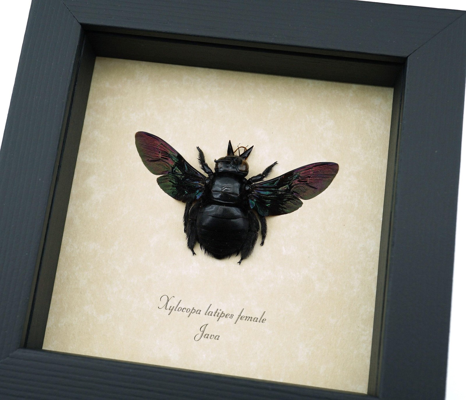 Real Framed Rainbow Bee Xylocopa latipes Female Insect Taxidermy Display