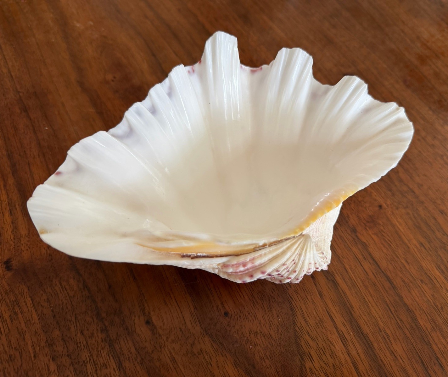 Large TRIDACNA Fluted Giant Clam Shell HALF 7×4.5” Pink Tones