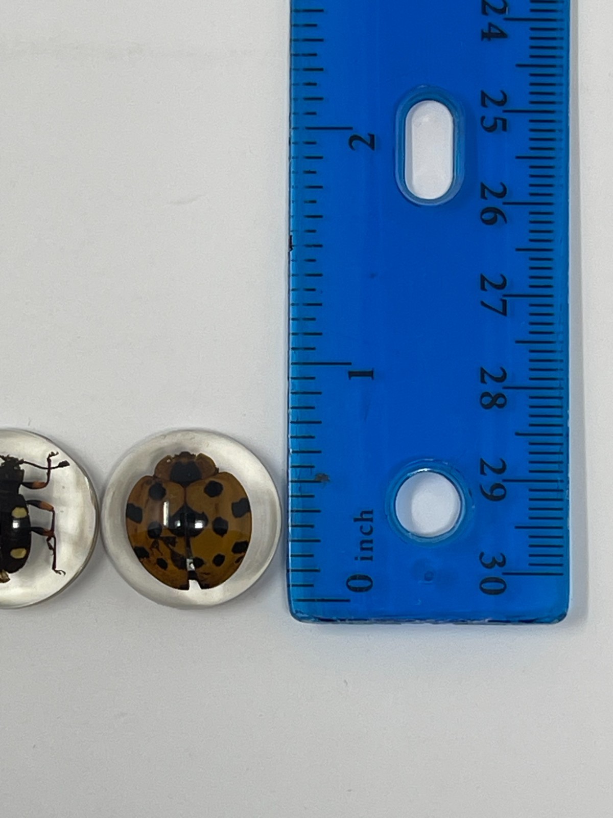 Real Insects in Resin – 8 Pcs – Spider, Beetle, Bugs, Taxidermy, Weird Gifts