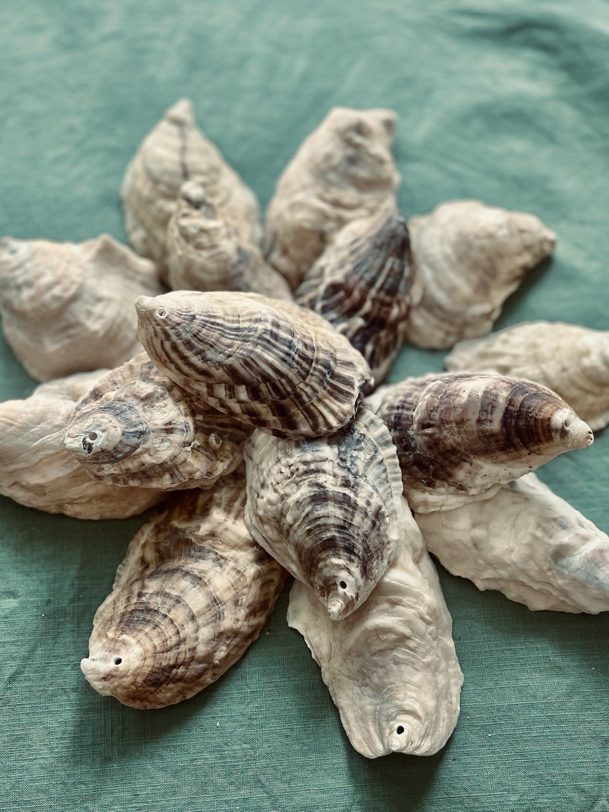 25 Large 3”-4” Cleaned And Drilled Oyster Shells For Crafts And Decor