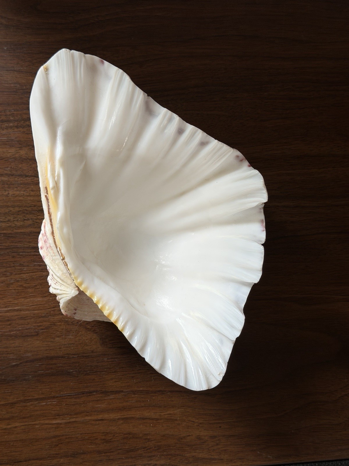 Large TRIDACNA Fluted Giant Clam Shell HALF 7×4.5” Pink Tones