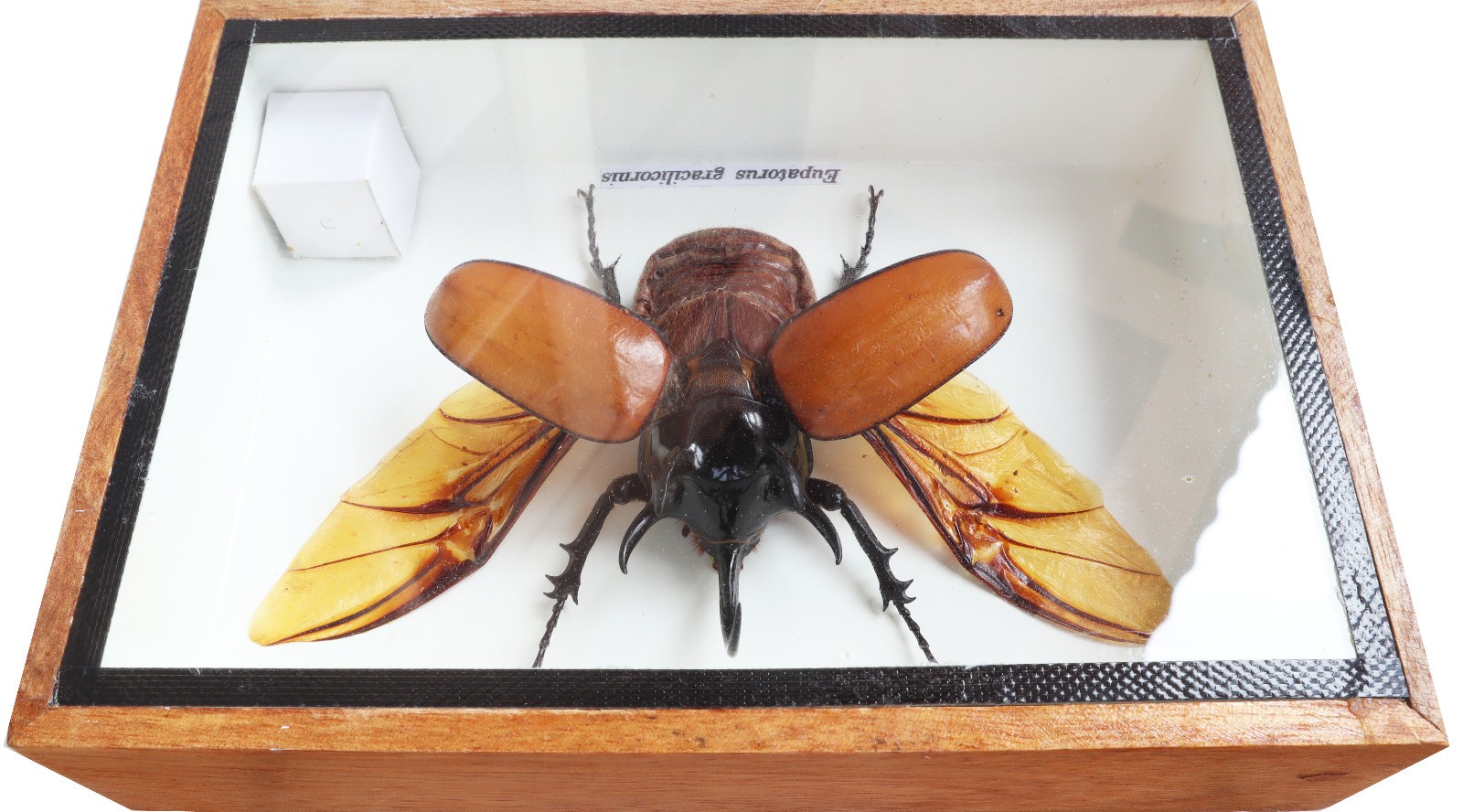 Real 5 Horned Rhino Beetle Eupatoris Gracilicornis Taxidermy Beetle Box Display
