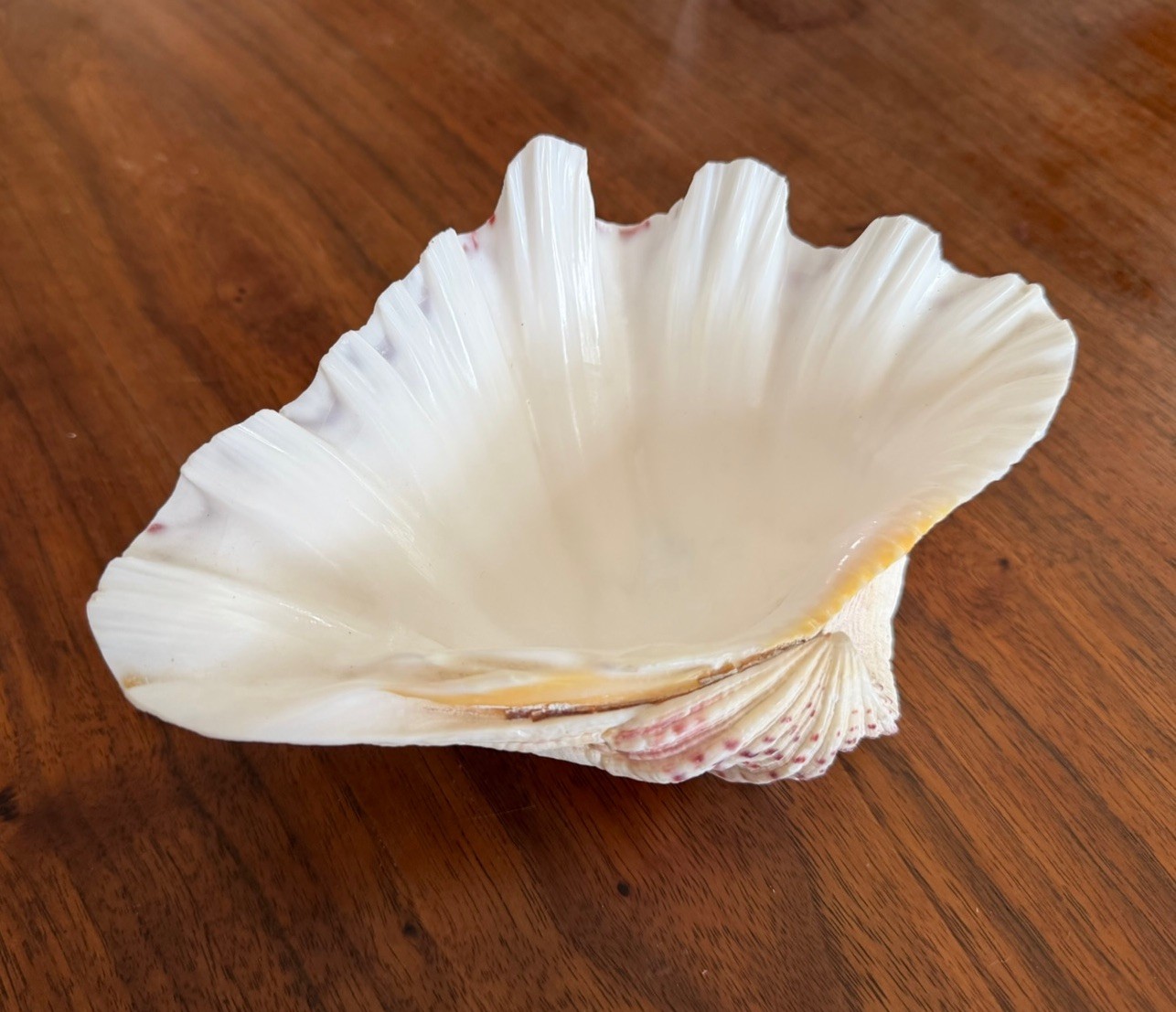 Large TRIDACNA Fluted Giant Clam Shell HALF 7×4.5” Pink Tones