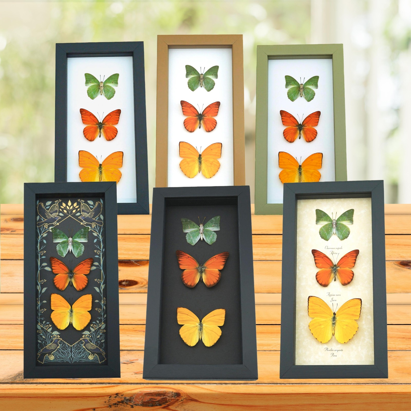 Real Framed Rainbow Bee Xylocopa latipes Female Insect Taxidermy Display