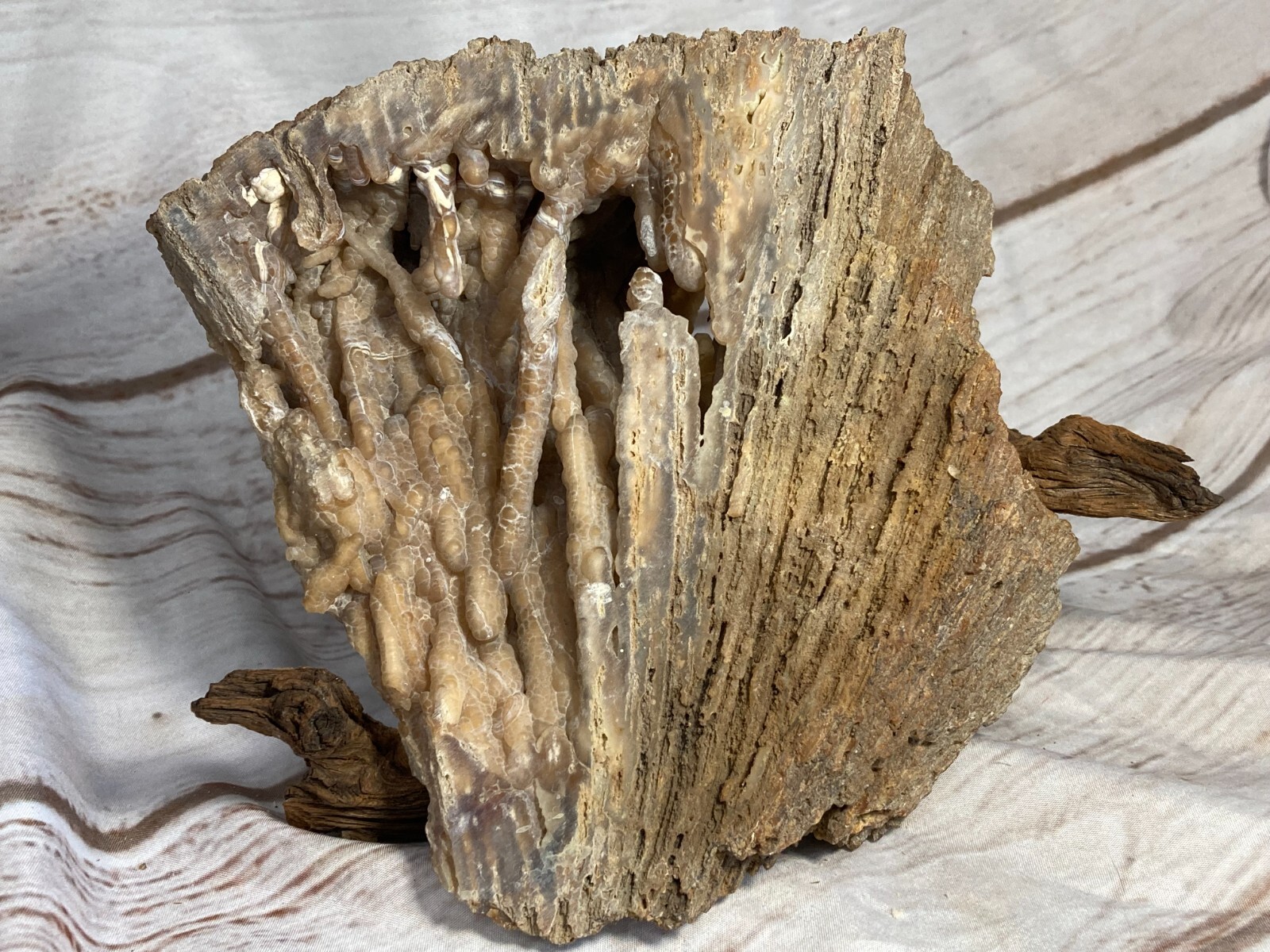 Agatized Coral on Driftwood Stand ~8″x3″x7″ 3.8lb from Tampa Bay FL USA #804