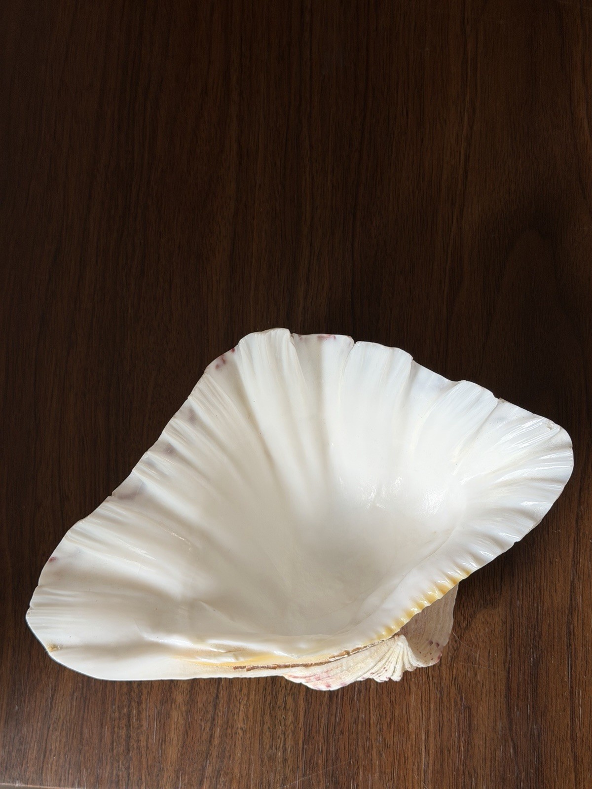 Large TRIDACNA Fluted Giant Clam Shell HALF 7×4.5” Pink Tones