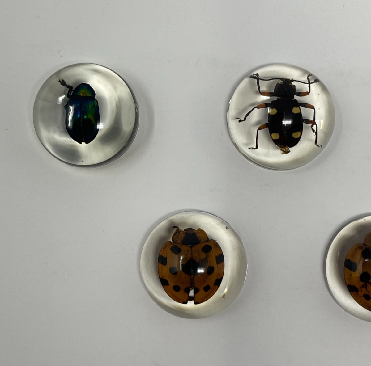Real Insects in Resin – 8 Pcs – Spider, Beetle, Bugs, Taxidermy, Weird Gifts