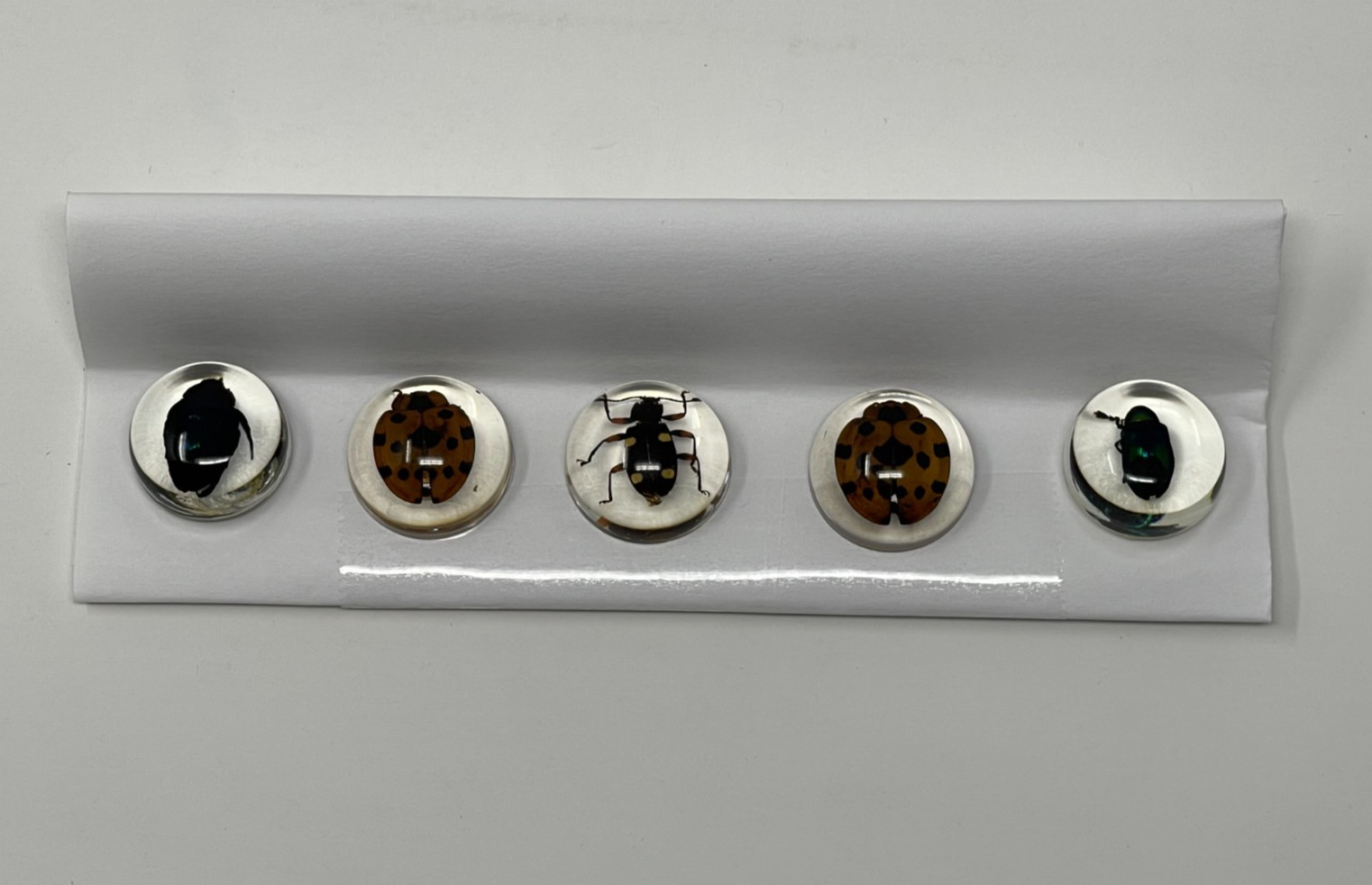 Real Insects in Resin – 8 Pcs – Spider, Beetle, Bugs, Taxidermy, Weird Gifts