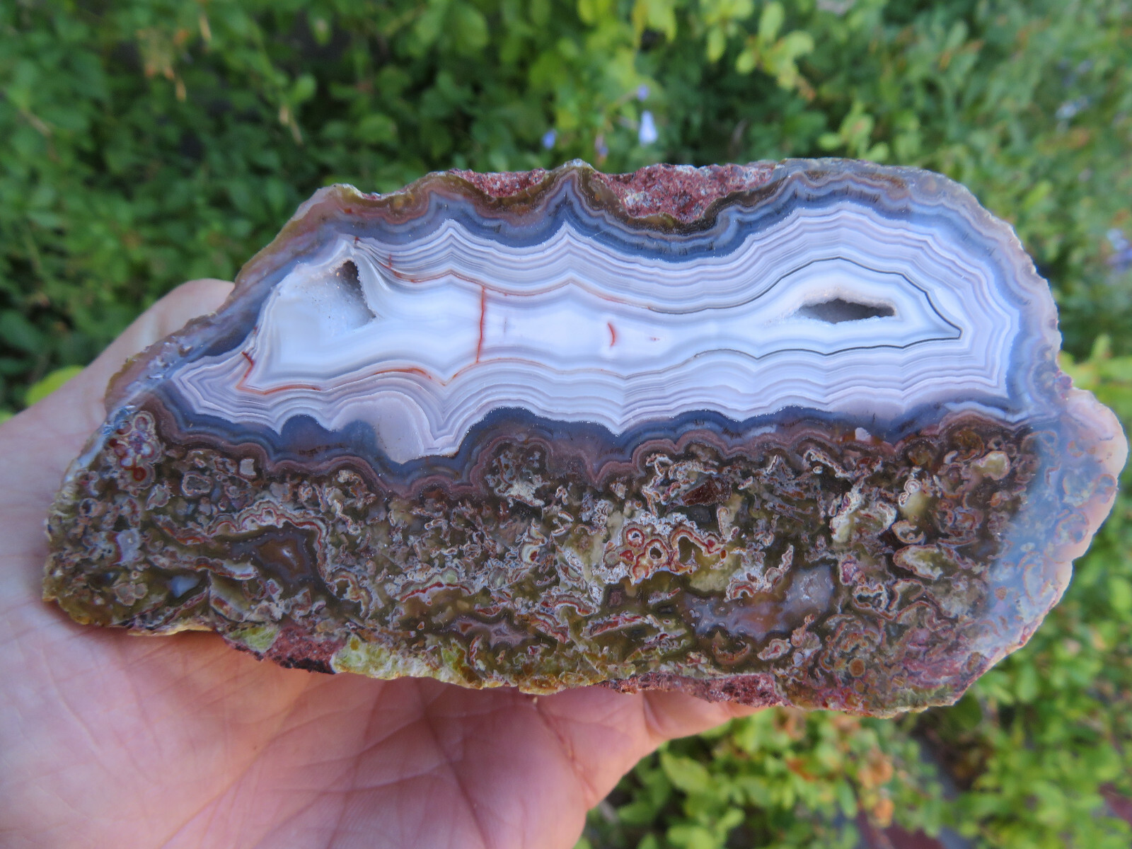 Awesome Cut & Polished Agua Nuevas Agate Nodule end cut 1 pounds 7 ounces