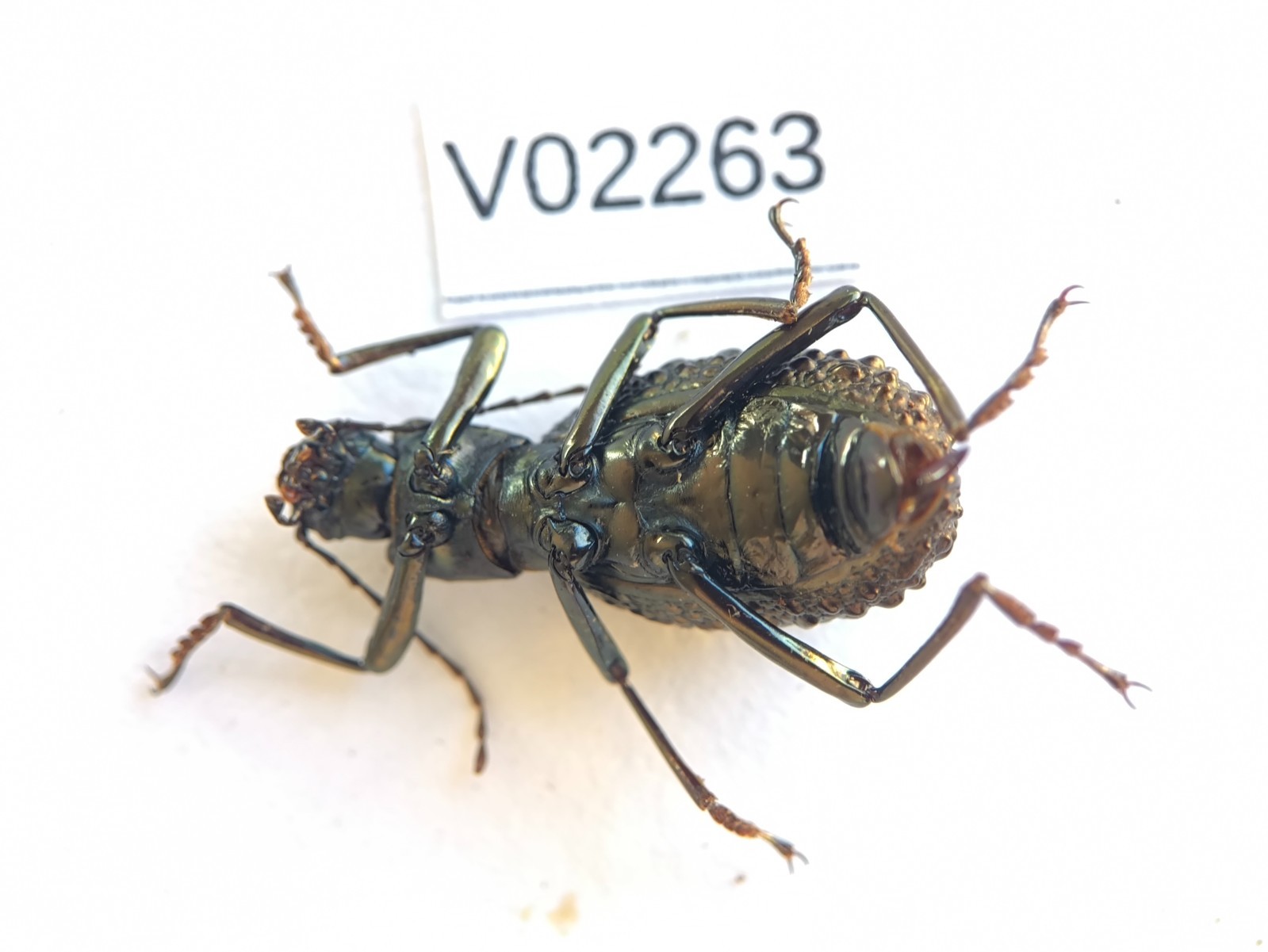 V02263. Insects, Tenebrionidae sp. North Vietnam