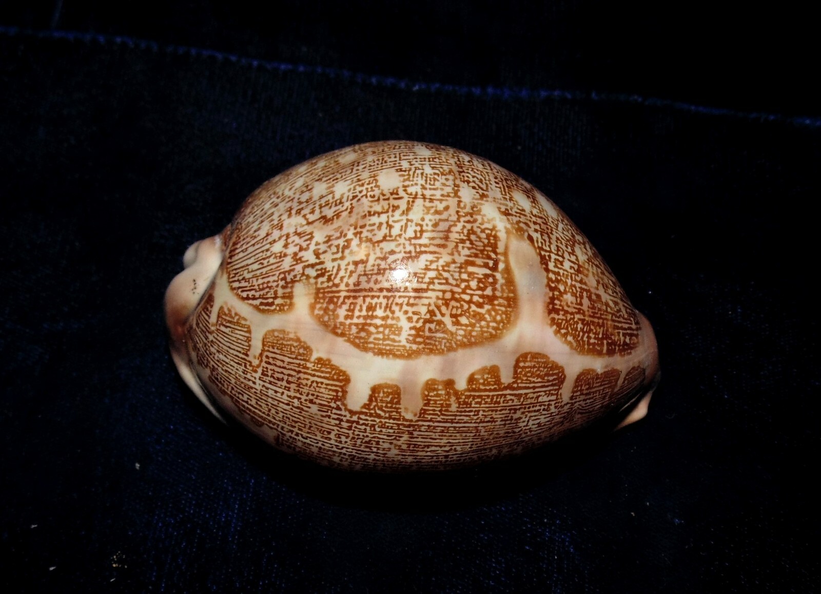 CYPRAEA MAPPA COWRIE SEA SHELLS BEACH DECOR 2-1/2 to 3-1/2