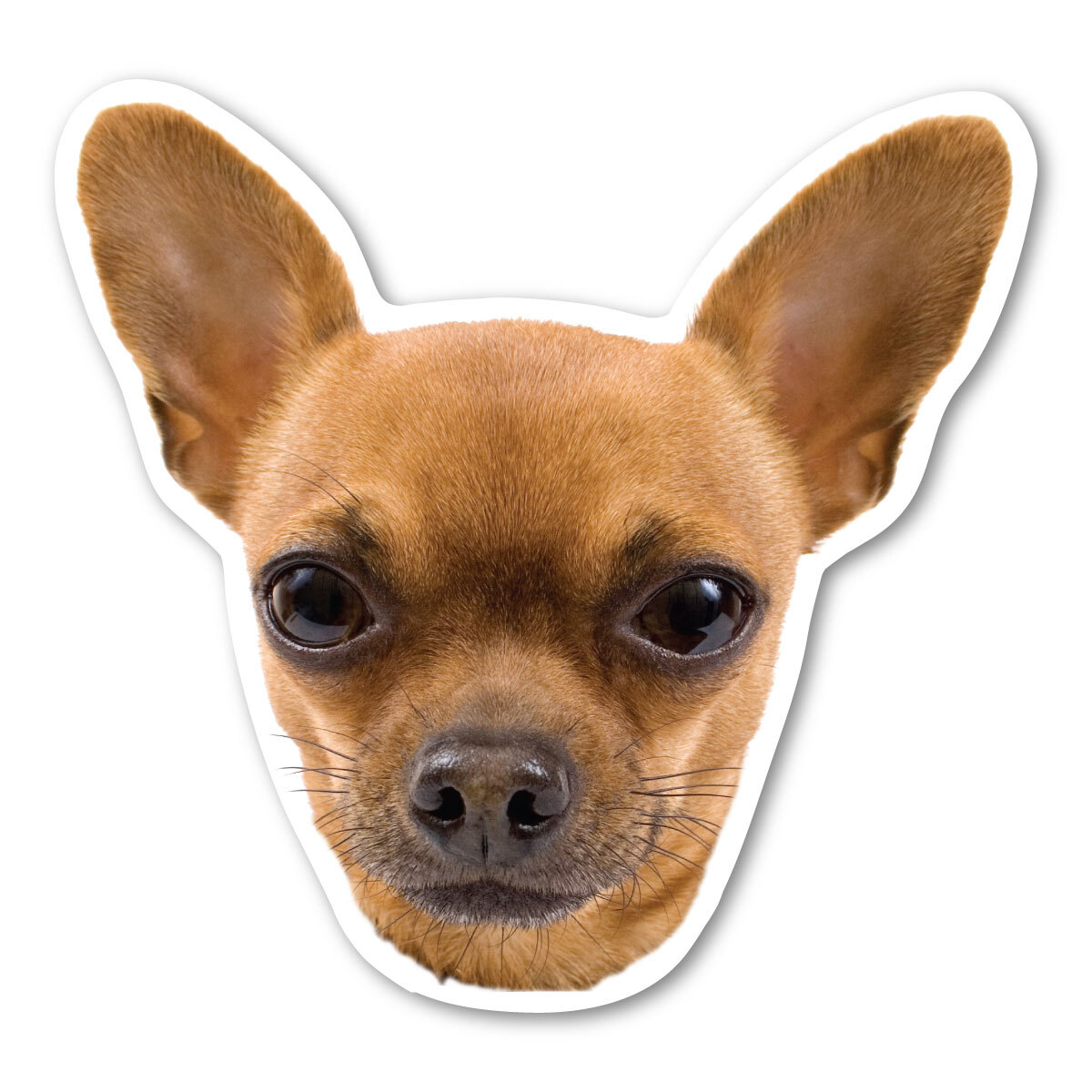 Chihuahua Magnet