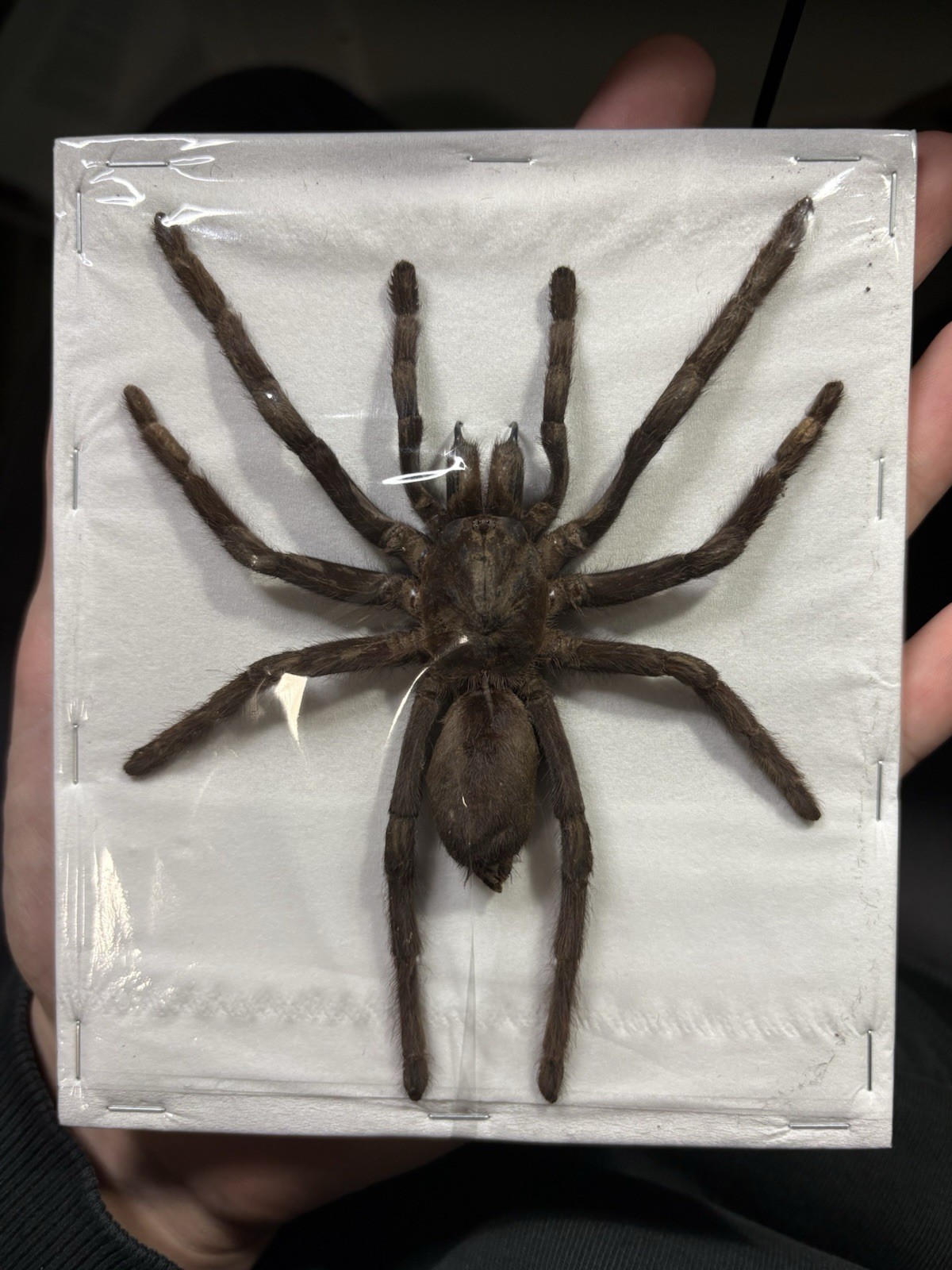 Spider : Selenocosmia javanensis dolichoplectra A1 Wild Xl