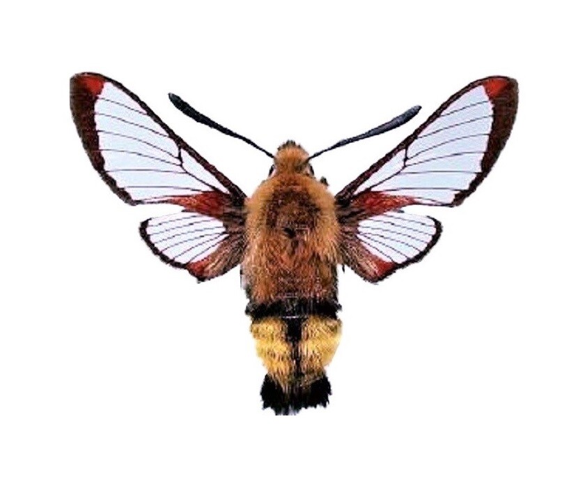 Hemaris thetis ONE REAL HUMMINGBIRD DAY FLYING MOTH USA UNMOUNTED WINGS CLOSED