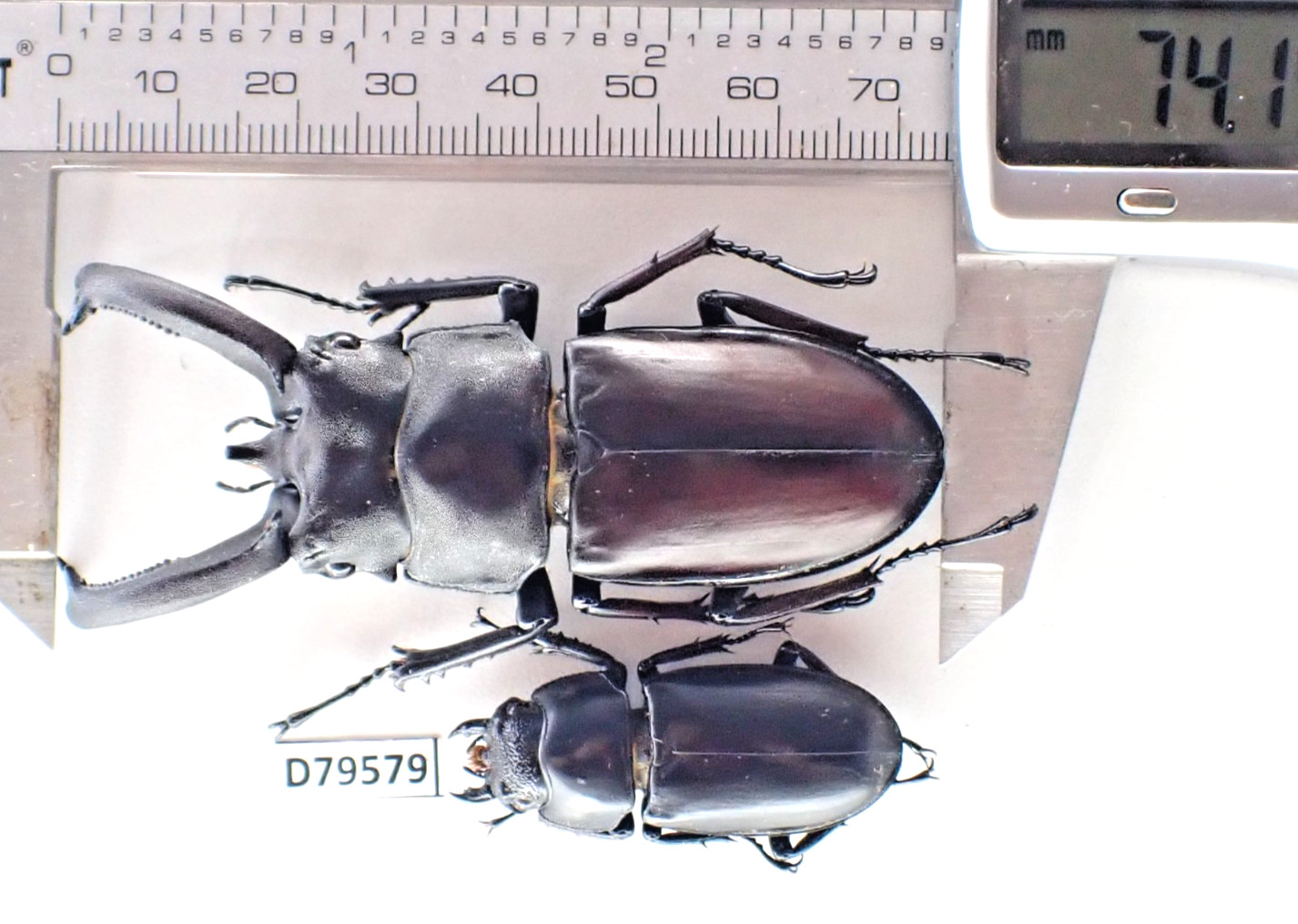 D79579. Insects, Beetles, Lucanidae: Weinreichius perroti sp. Vietnam Central