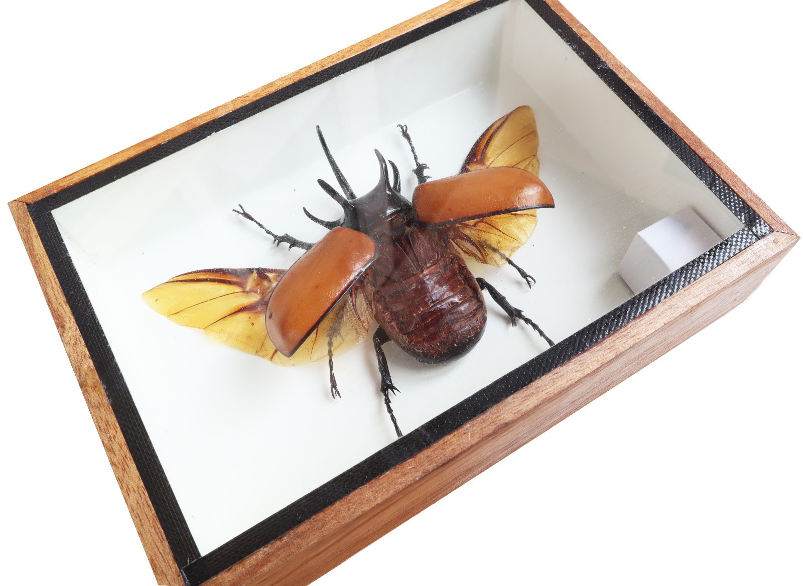 Real 5 Horned Rhino Beetle Eupatoris Gracilicornis Taxidermy Beetle Box Display