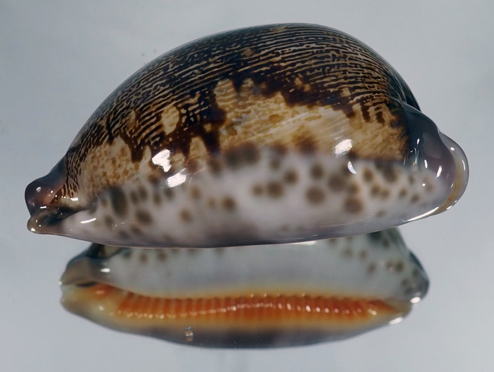 CYPRAEA MAP ROSEA ALIWALENSIS TOP